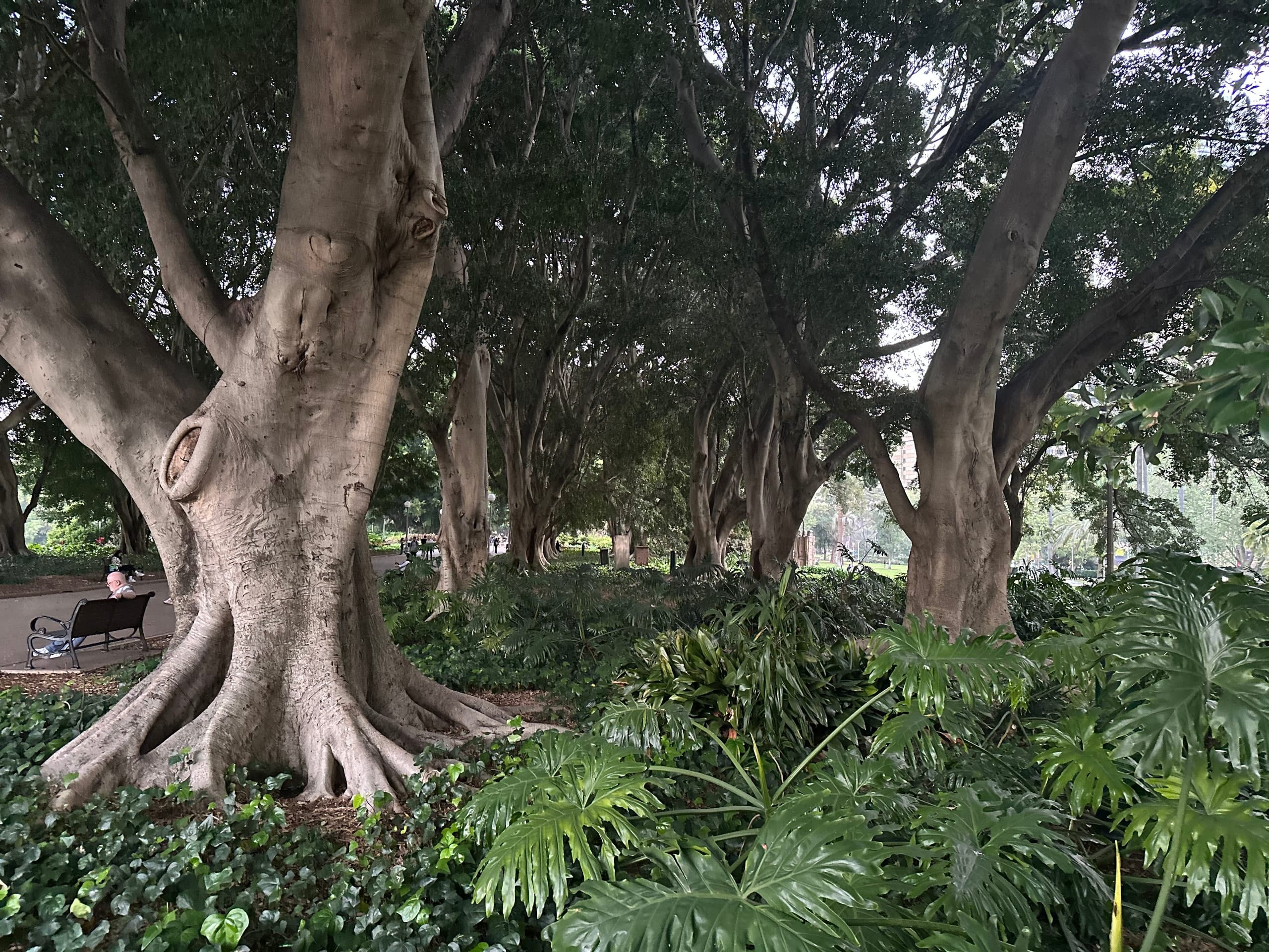 Buttressed fig trees in a shaded park