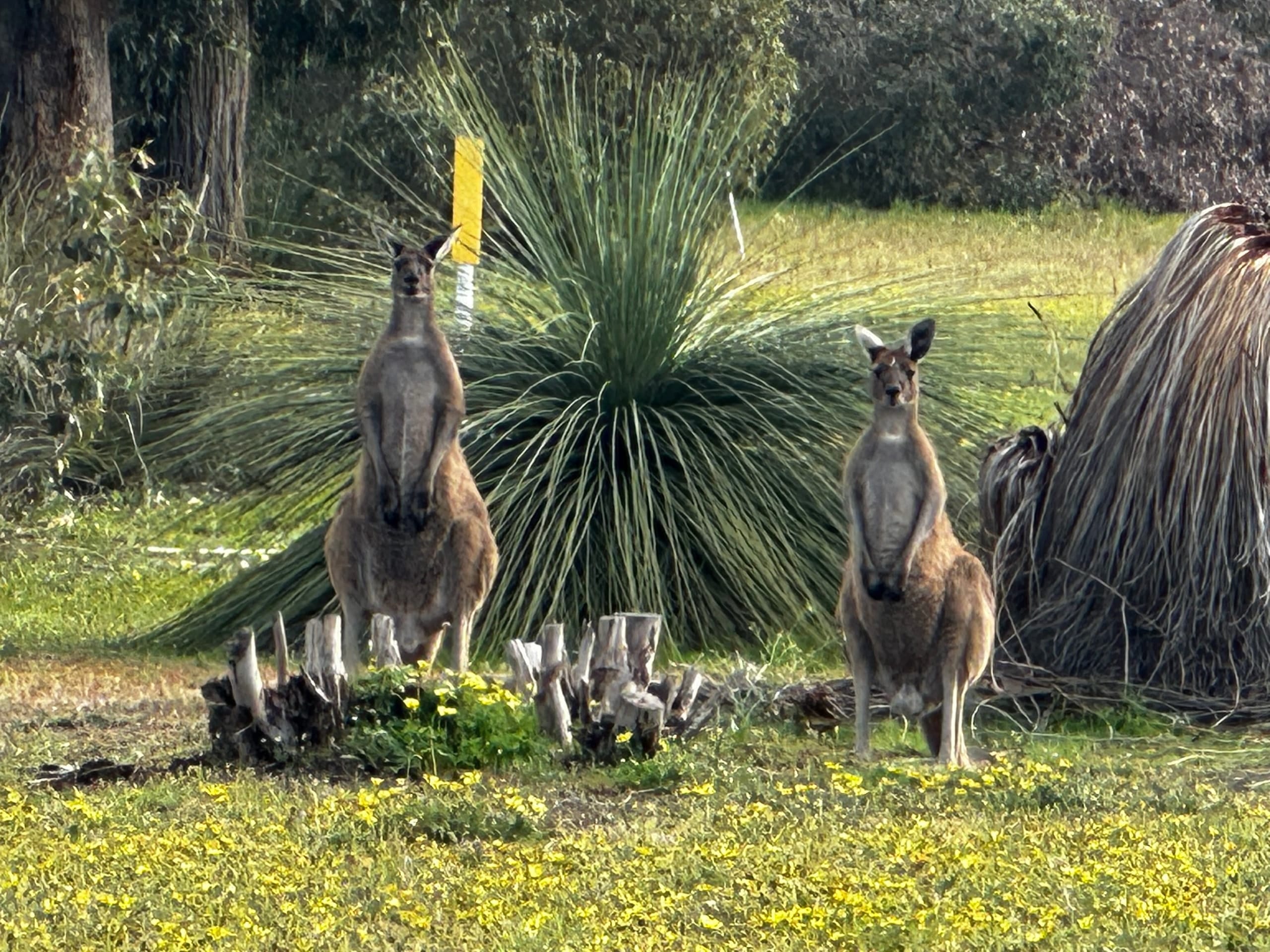 Two kangaroos standing in grass and wildflowers