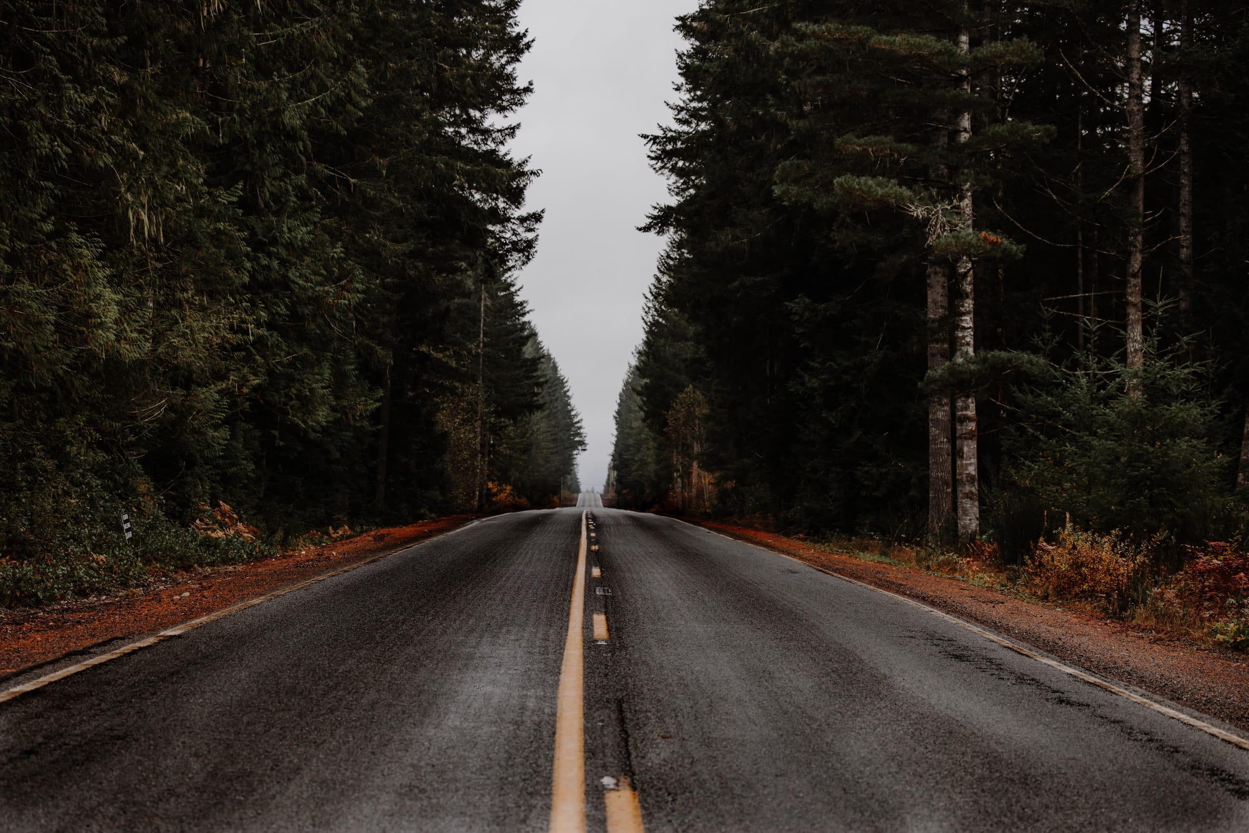 A two-lane road vanishing through a tunnel of firs